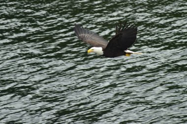 Ketchikan, Alaska 'da denizin üzerinde uçan kel kartal. Kel kartal detayı kapat