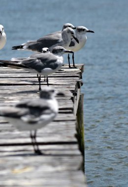 Celestun Yucatan Meksika 'da tahta güvertede martı.