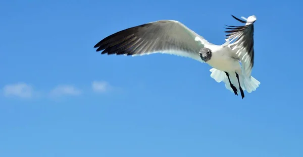 Martı Cozumel Adası Quintana Roo Meksika Yakın Uçuyor — Stok fotoğraf