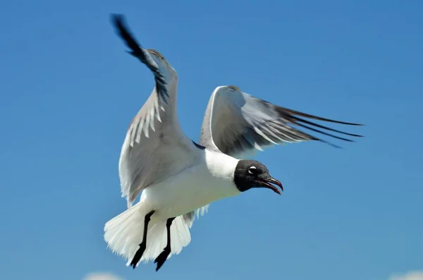 Fiskmås Flyger Närbild Cozumel Island Quintana Roo Mexiko — Stockfoto