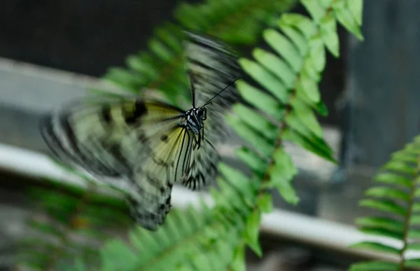 Метелик Польоті Метелик Оптик Садах Буша Флорида — стокове фото