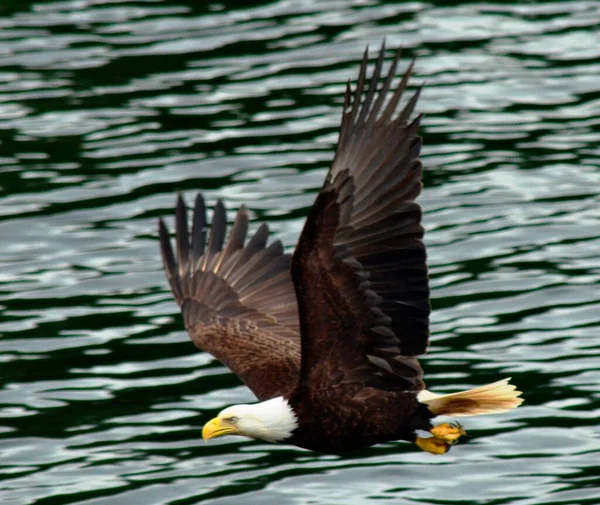 Ketchikan Alaska Denizin Üzerinde Uçan Kel Kartal Kel Kartal Detayı — Stok fotoğraf