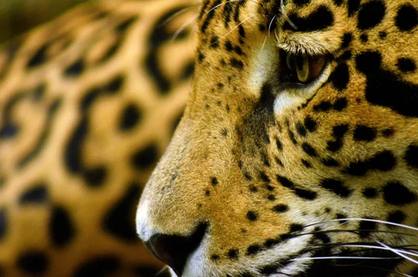 Close Van Een Jaguar Yucatan Mexico — Stockfoto