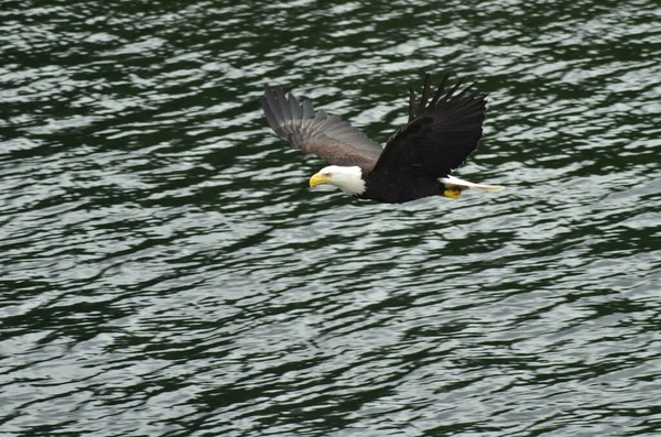 Ketchikan Alaska Denizin Üzerinde Uçan Kel Kartal Kel Kartal Detayı — Stok fotoğraf