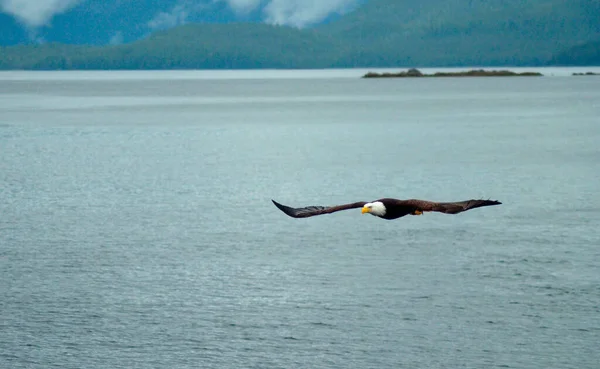 Ketchikan Alaska Denizin Üzerinde Uçan Kel Kartal Kel Kartal Detayı — Stok fotoğraf