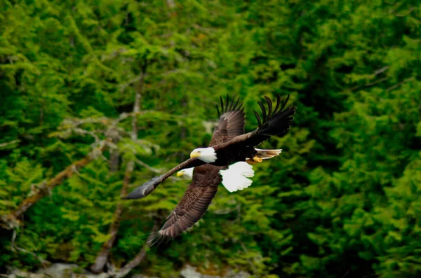 Ketchikan Alaska Denizin Üzerinde Uçan Kel Kartal Kel Kartal Detayı — Stok fotoğraf