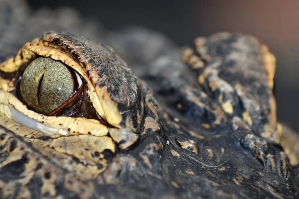 Zblízka Krokodýlí Oči Krokodýlí Bruslení Oči Everglades Florida — Stock fotografie