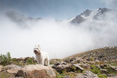 Beyaz köpek schnauzer bulutun yakınındaki dağlarda