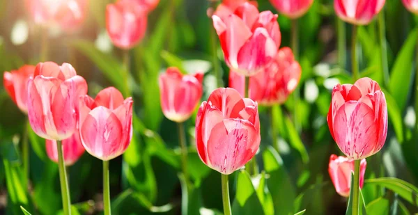 Campo Tulipani Tulipani Colorati Sullo Sfondo Della Primavera — Foto Stock