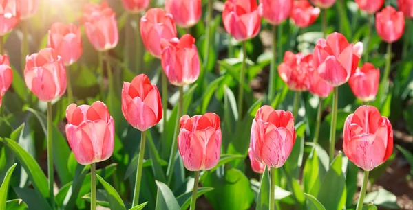 Campo Tulipani Tulipani Colorati Sullo Sfondo Della Primavera — Foto Stock