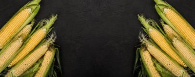 Taze mısır koçanı karanlık bir taş tablo üzerinde. Gıda kavramı. Alanı yukarıdan kopyalayın. Geniş kompozisyon