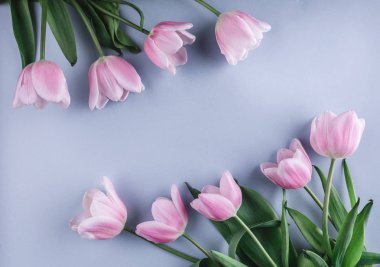 Pembe lale çiçek üzerine açık mavi renkli. Tebrik kartı veya düğün davetiyesi. Düz yatıyordu, en iyi görünüm, kopya alanı.
