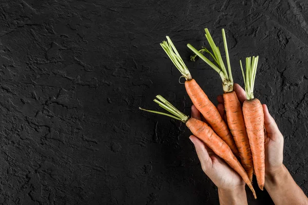 Hands holding fresh carrots over black stone background. Food concept, top view, copy space.