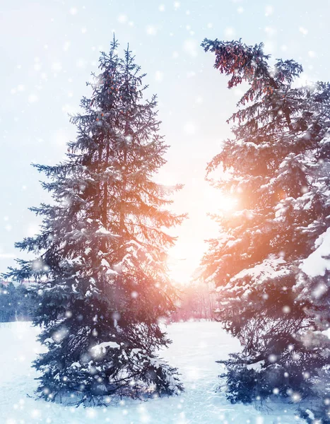 Παγωμένο Χειμωνιάτικο Τοπίο Στο Χιονισμένο Δάσος Pine Κλαδιά Καλυμμένα Χιόνι — Φωτογραφία Αρχείου