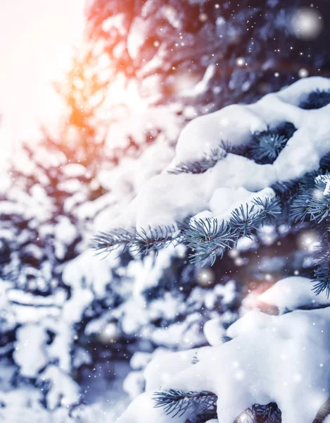 Paisagem Inverno Gelada Floresta Nevada Ramos Pinheiro Cobertos Neve Tempo — Fotografia de Stock