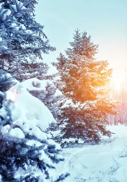 Frosty Winter Landscape Snowy Forest Pine Branches Covered Snow Cold — Stock Photo, Image