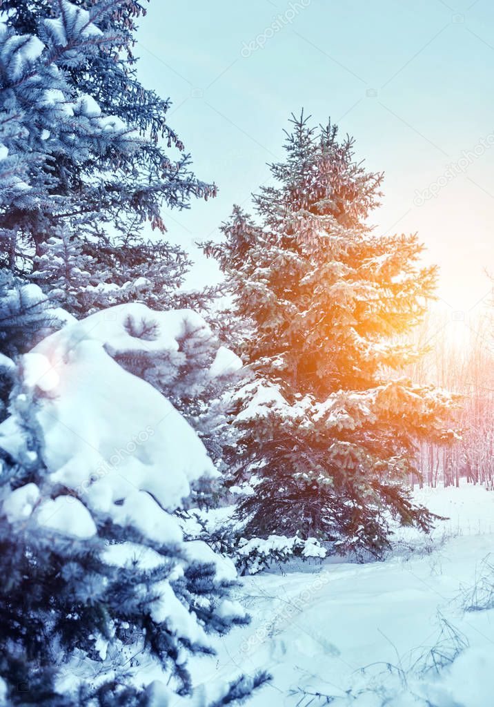 Frosty winter landscape in snowy forest. Pine branches covered with snow in cold winter weather. Christmas background with fir trees