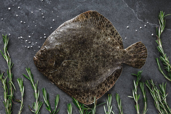 Raw whole flounder fish with rosemary on dark stone background. Creative layout made of fish, top view.