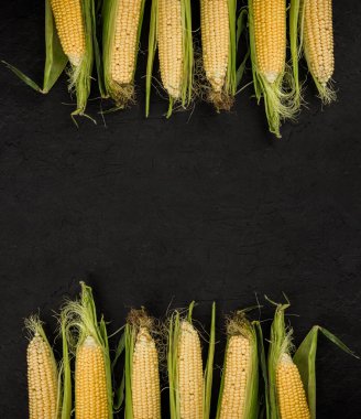 Taze mısır koçanı karanlık bir taş tablo üzerinde. Gıda kavramı. Alan üst görünüm Kopyala.