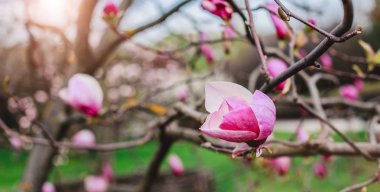 Blossom magnolias over nature background. Beautiful nature scene with blooming tree, sun and snow. Easter Sunny day. Spring flowers. Springtime. Selective focus clipart