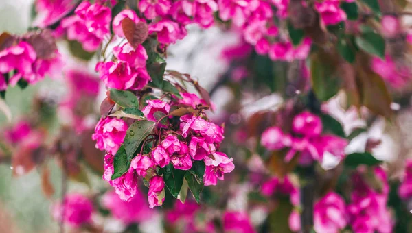 Çiçeği ağaç doğa arka plan üzerinde. Çiçek açan ağaç, Güneş ve kar ile güzel doğa sahne. Paskalya güneşli gün. Bahar çiçekleri. Bahar. Seçici odak