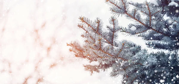 Морозний Зимовий Пейзаж Засніженому Лісі Соснові Гілки Вкриті Снігом Холодну — стокове фото