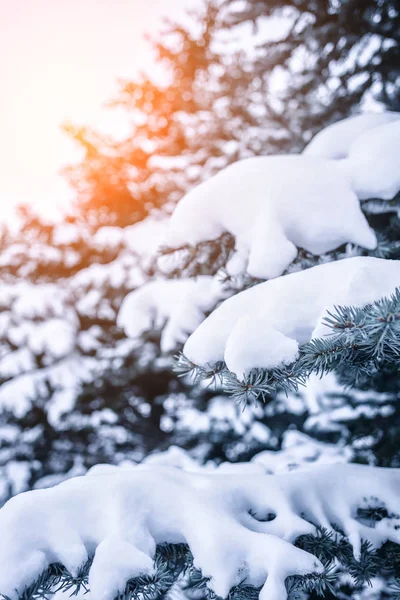 Frosty Winterlandschap Het Besneeuwde Bos Pijnboomtakken Bedekt Met Sneeuw Koude — Stockfoto