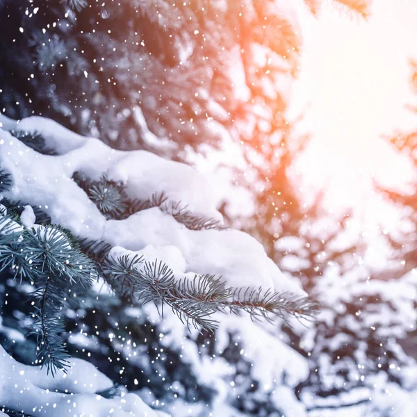 Frostige Winterlandschaft Verschneiten Wald Kiefernzweige Die Bei Kaltem Winterwetter Mit — Stockfoto