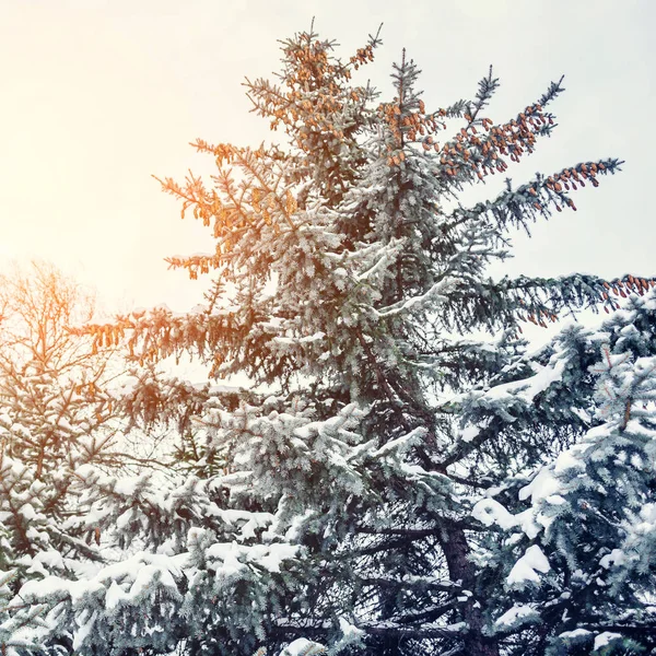 Paysage Hivernal Givré Dans Une Forêt Enneigée Branches Pin Recouvertes — Photo