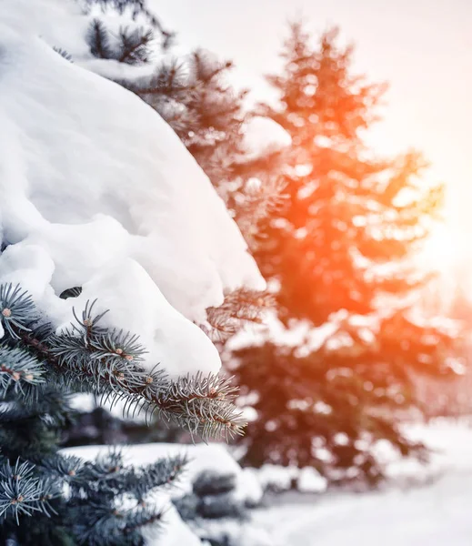 Frostige Winterlandschaft Verschneiten Wald Kiefernzweige Die Bei Kaltem Winterwetter Mit — Stockfoto