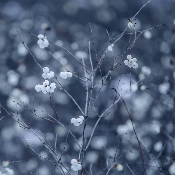 Ледяной Зимний Пейзаж Снежном Лесу Рождественский Фон Зимнего Растения — стоковое фото