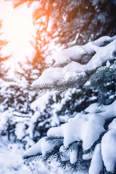 Frosty Winterlandschap Het Besneeuwde Bos Pijnboomtakken Bedekt Met Sneeuw Koude — Stockfoto