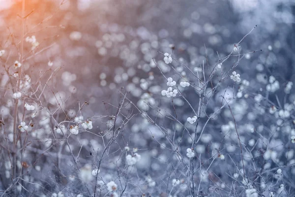 Frostigt Vinterlandskap Snöig Skog Jul Bakgrund Med Vintern Växt — Stockfoto