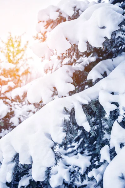 Frosty Winterlandschap Het Besneeuwde Bos Pijnboomtakken Bedekt Met Sneeuw Koude — Stockfoto