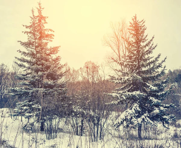 Soğuk kış manzara karlı orman içinde. Çamın dalları soğuk kış hava kar ile kaplı. Çam ağaçları ile Noel arka plan