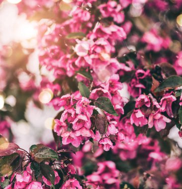 Çiçeği ağaç doğa arka plan üzerinde. Çiçek açan ağaç, Güneş ve kar ile güzel doğa sahne. Paskalya güneşli gün. Bahar çiçekleri. Bahar. Seçici odak