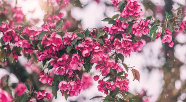 Çiçeği ağaç doğa arka plan üzerinde. Çiçek açan ağaç, Güneş ve kar ile güzel doğa sahne. Paskalya güneşli gün. Bahar çiçekleri. Bahar. Seçici odak