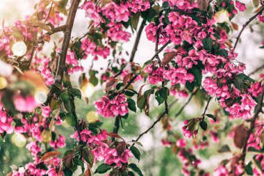 Çiçeği ağaç doğa arka plan üzerinde. Çiçek açan ağaç, Güneş ve kar ile güzel doğa sahne. Paskalya güneşli gün. Bahar çiçekleri. Bahar. Seçici odak
