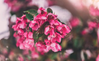 Çiçeği ağaç doğa arka plan üzerinde. Çiçek açan ağaç, Güneş ve kar ile güzel doğa sahne. Paskalya güneşli gün. Bahar çiçekleri. Bahar. Seçici odak