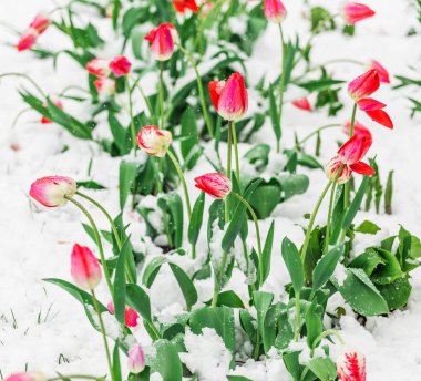 Doğa arka plan üzerinde lale çiçeği. Çiçek açan ağaç, Güneş ve kar ile güzel doğa sahne. Paskalya güneşli gün. Bahar çiçekleri. Bahar. Seçici odak