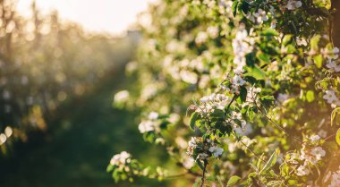 Çiçeği ağaç doğa arka plan üzerinde. Çiçek Bahçe, Güneş ve kar ile güzel doğa manzara. Paskalya güneşli gün. Bahar ve yaz çiçekler. Seçici odak