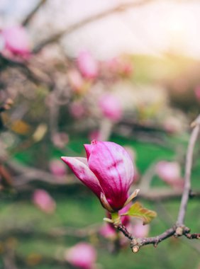 Doğa arka plan üzerinde Manolya Çiçeği. Çiçek açan ağaç, Güneş ve kar ile güzel doğa sahne. Paskalya güneşli gün. Bahar çiçekleri. Bahar. Seçici odak