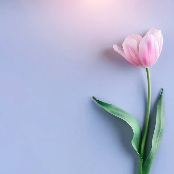 Rosa Tulpenblüte auf blauem Hintergrund. Karte für Muttertag, 8. März, frohe Ostern. Warten auf den Frühling. Grußkarte oder Hochzeitseinladung. flache Lage, Draufsicht — Stockfoto
