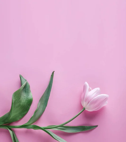 Rosa Tulpenblüte auf rosa Hintergrund. Warten auf den Frühling. Karte für Muttertag, 8. März, frohe Ostern. Grußkarte oder Hochzeitseinladung. flache Lage, Draufsicht — Stockfoto