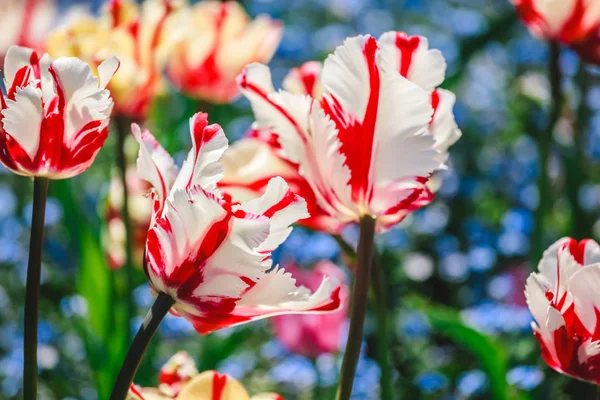 Colorful tulip field, purple flower tulip in spring background, selective focus, closeup.