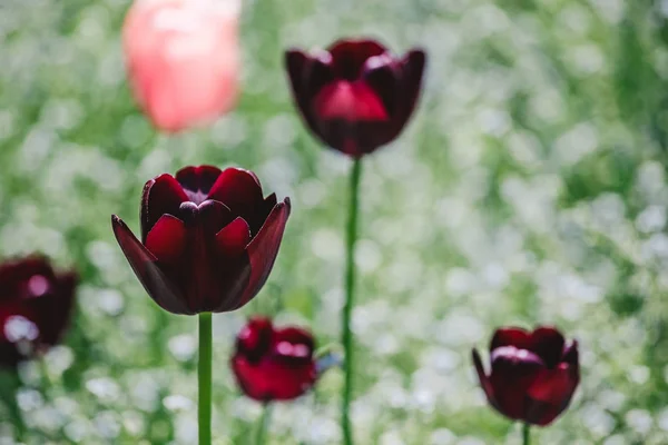 Campo di tulipano colorato, viola fiore tulipano in primavera sfondo , — Foto Stock