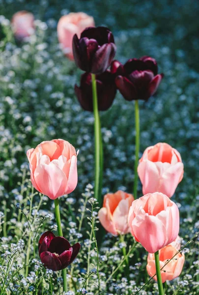 Colorful tulip field, purple flower tulip in spring background,