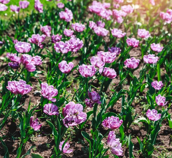Campo di tulipano colorato, viola fiore tulipano in primavera sfondo , — Foto Stock