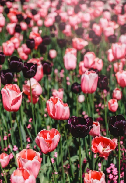 Colorful tulip field, purple flower tulip in spring background,