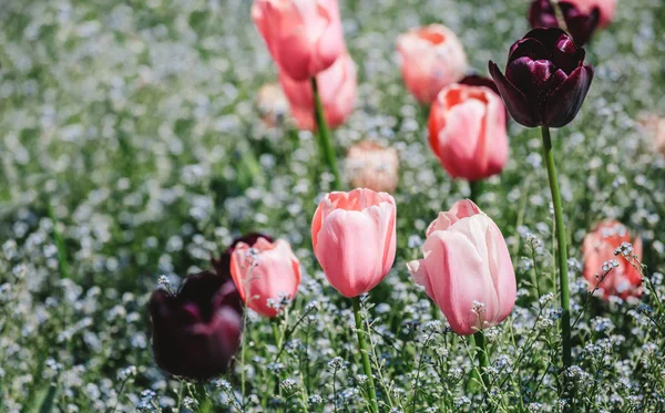 Campo di tulipano colorato, viola fiore tulipano in primavera sfondo , — Foto Stock